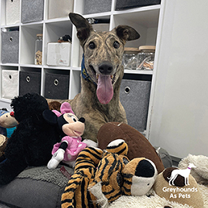Tony the Greyhound with some toy donations bringing him joy. He is currently looking for his forever home.